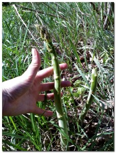 4172010_wildasparagus BMF Land Prep