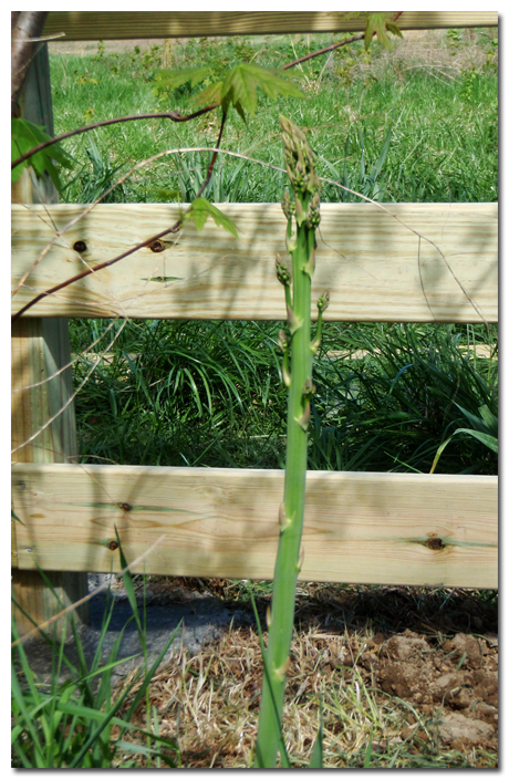 4172010_wildasparagus2 BMF Land Prep