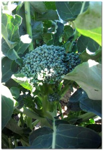100710_broccoli BMF First Year