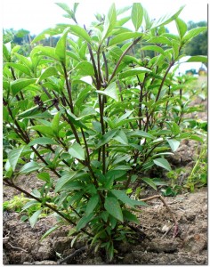 7222010_thai basil BMF First Year
