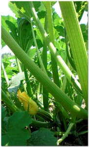 7222010_zucchini BMF First Year