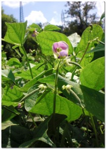 7232010_greanbeans BMF First Year