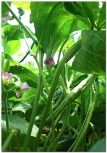 7232010_greanbeans2 BMF First Year
