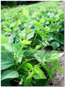 7232010_greanbeans3 BMF First Year