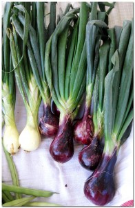 91510_onions BMF First Year