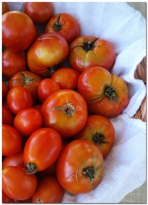 91510_tomatoes BMF First Harvest