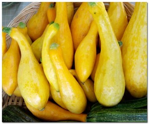 91510_yellow squash BMF First Year