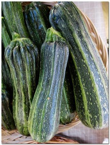 91510_zucchini BMF First Year