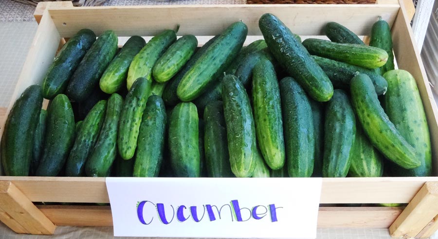 Marketmore Cucumbers